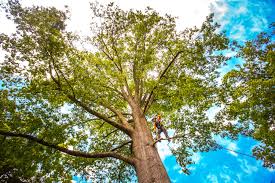 Lawn Pest Prevention in Hebron, PA