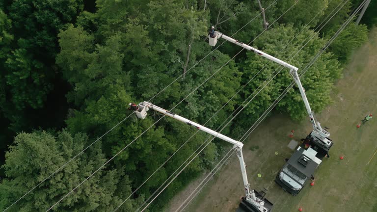 Professional  Tree Services in Hebron, PA